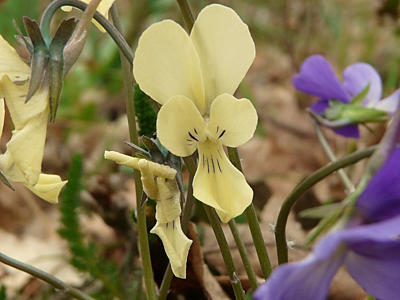 Viola merxmuelleri (=Viola graeca) / Viola greca